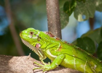 la carte d&rsquo;un reptile en particulier