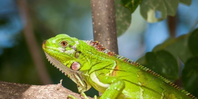 la carte d’un reptile en particulier