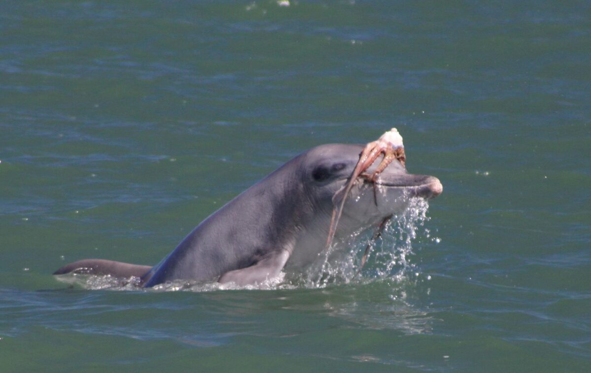 carte-dauphin-d'un-mammifère-avec-une-majuscule