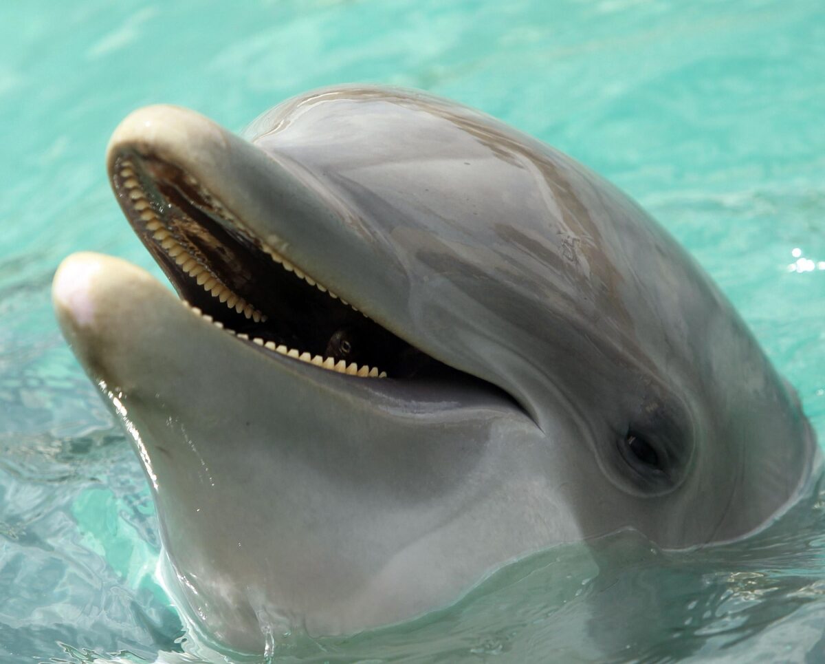carte-dauphin-d'un-mammifère-avec-une-majuscule-m-16