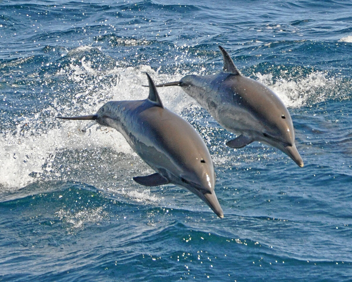 carte-dauphin-d'un-mammifère-avec-une-majuscule-m-14