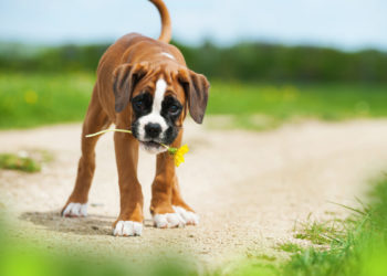 Caractère de chien Boxer: ludique, très doux et affectueux