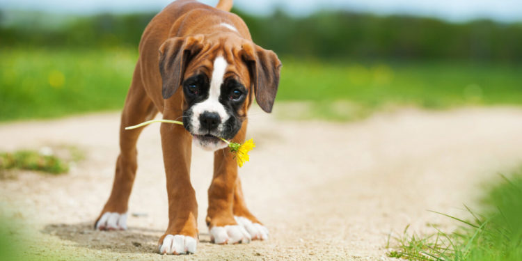 Caractère de chien Boxer: ludique, très doux et affectueux