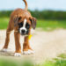 Caractère de chien Boxer: ludique, très doux et affectueux