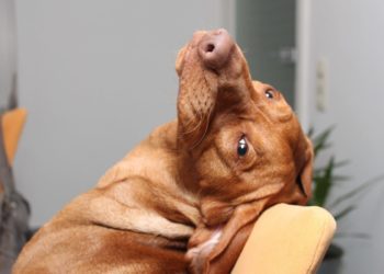 ce visage un peu comme ça …!