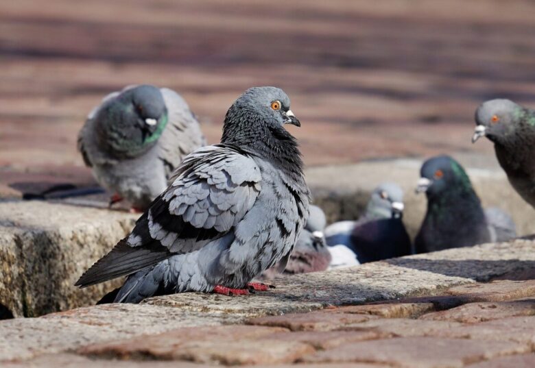 chasser les pigeons6