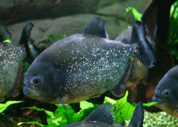 Configuration de l&rsquo;aquarium Piranha, les premières étapes à suivre