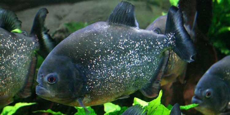 Configuration de l’aquarium Piranha, les premières étapes à suivre