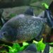 Configuration de l’aquarium Piranha, les premières étapes à suivre