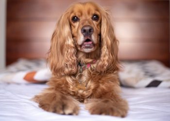 Cocker anglais: les caractéristiques de la race