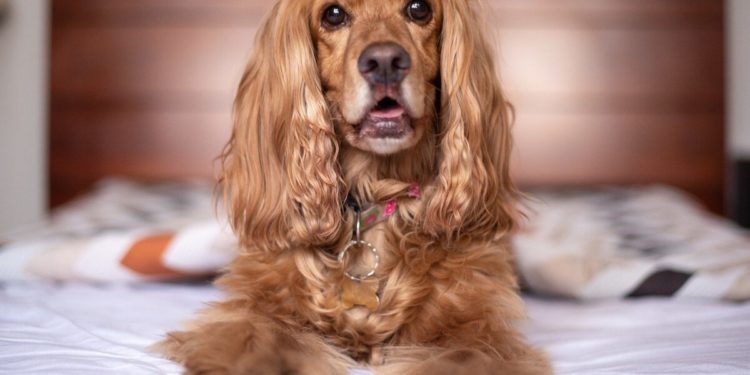 Cocker anglais: les caractéristiques de la race