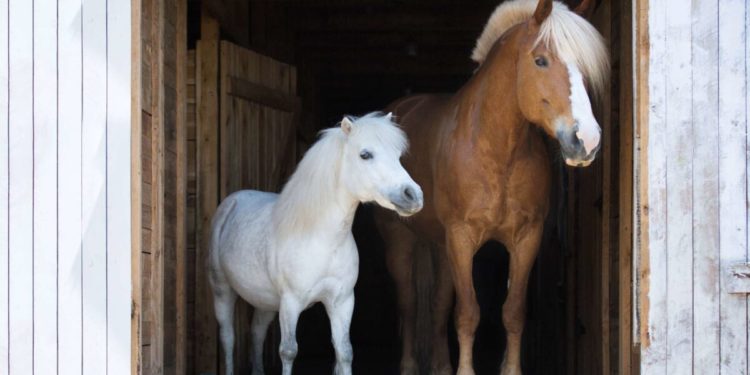Pony Cavalli, quelle est la principale différence?