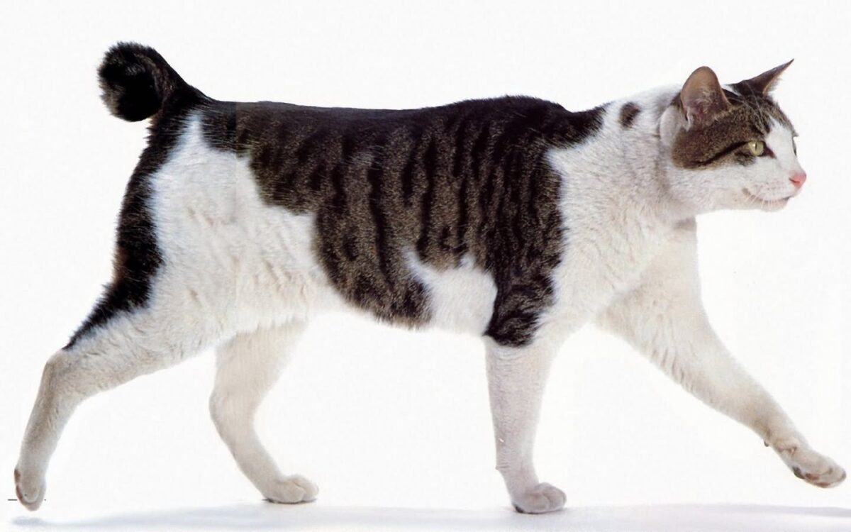 chat-bobtail-japonais-une-race-curieuse-7