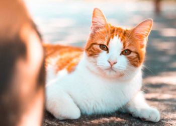 origines et curiosités de cette race