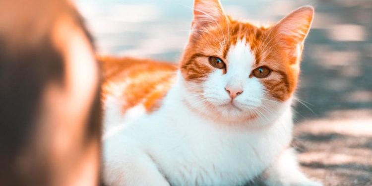 origines et curiosités de cette race