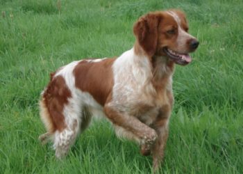 Épagneul Breton, nous connaissons le mieux cette race