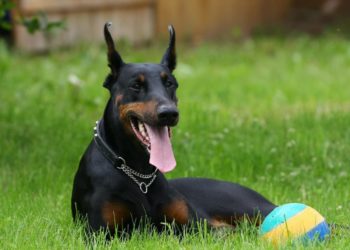Dobermann, nous connaissons le mieux cette race
