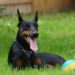 Dobermann, nous connaissons le mieux cette race