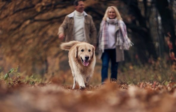 Les chiens peuvent-ils attraper Poison Ivy?