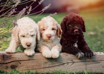 voici le petit chien Made in Italy