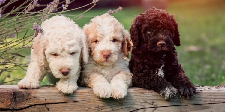 voici le petit chien Made in Italy