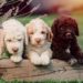 voici le petit chien Made in Italy
