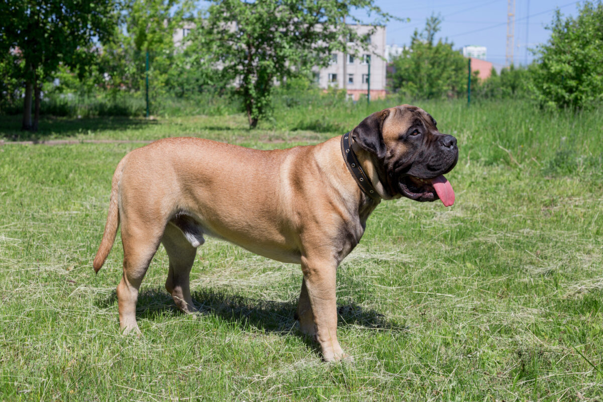 Tempérament Bullmastiff: un gros chien avec une belle apparence