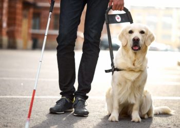 Chiens pour aveugles: races recommandées