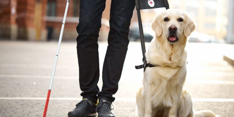 Chiens pour aveugles: races recommandées