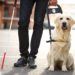 Chiens pour aveugles: races recommandées