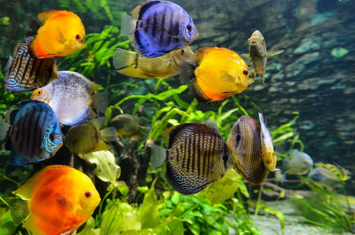poissons-d'aquarium-tropicaux-comment-construire-votre-aquarium-3
