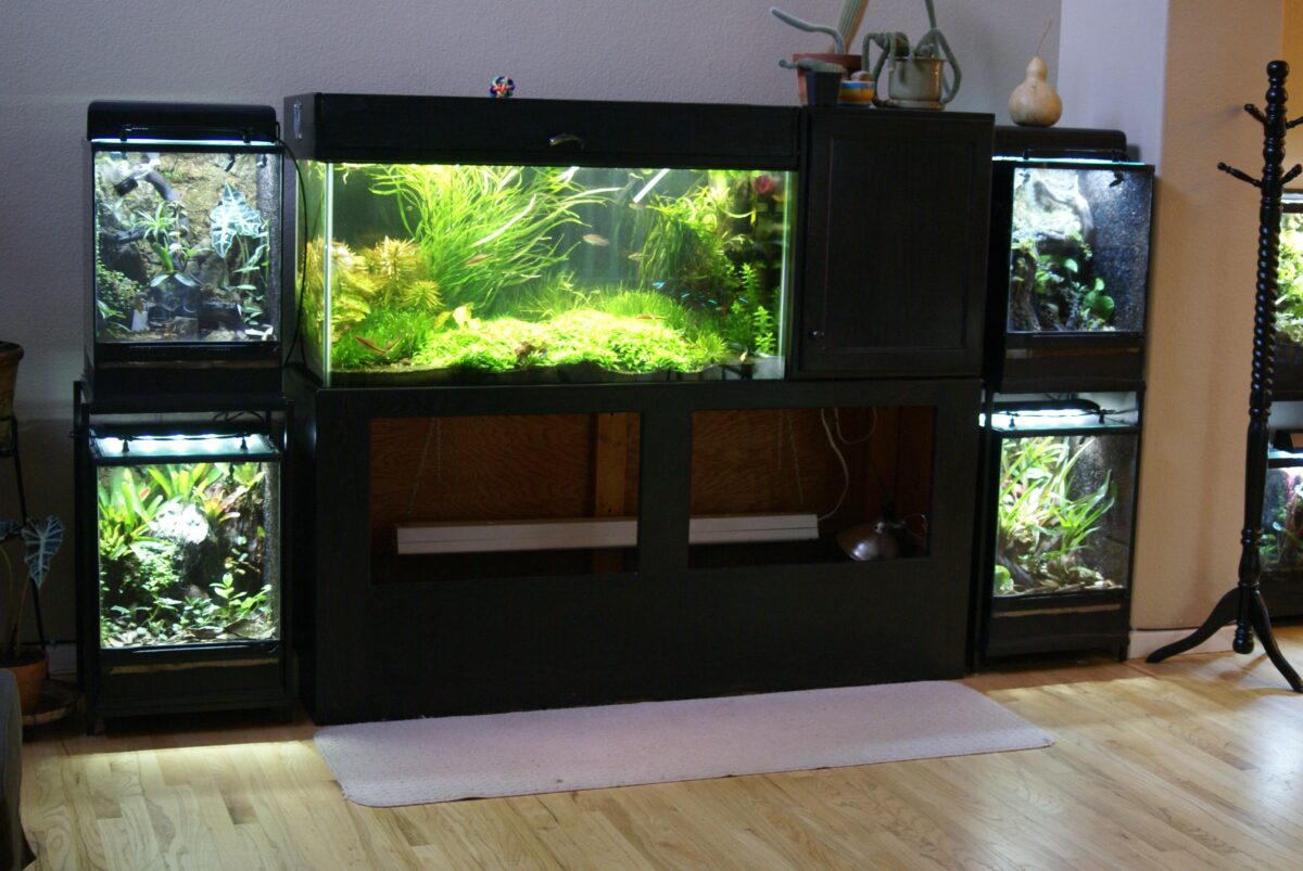 poissons-d'aquarium-tropicaux-comment-construire-votre-aquarium-8