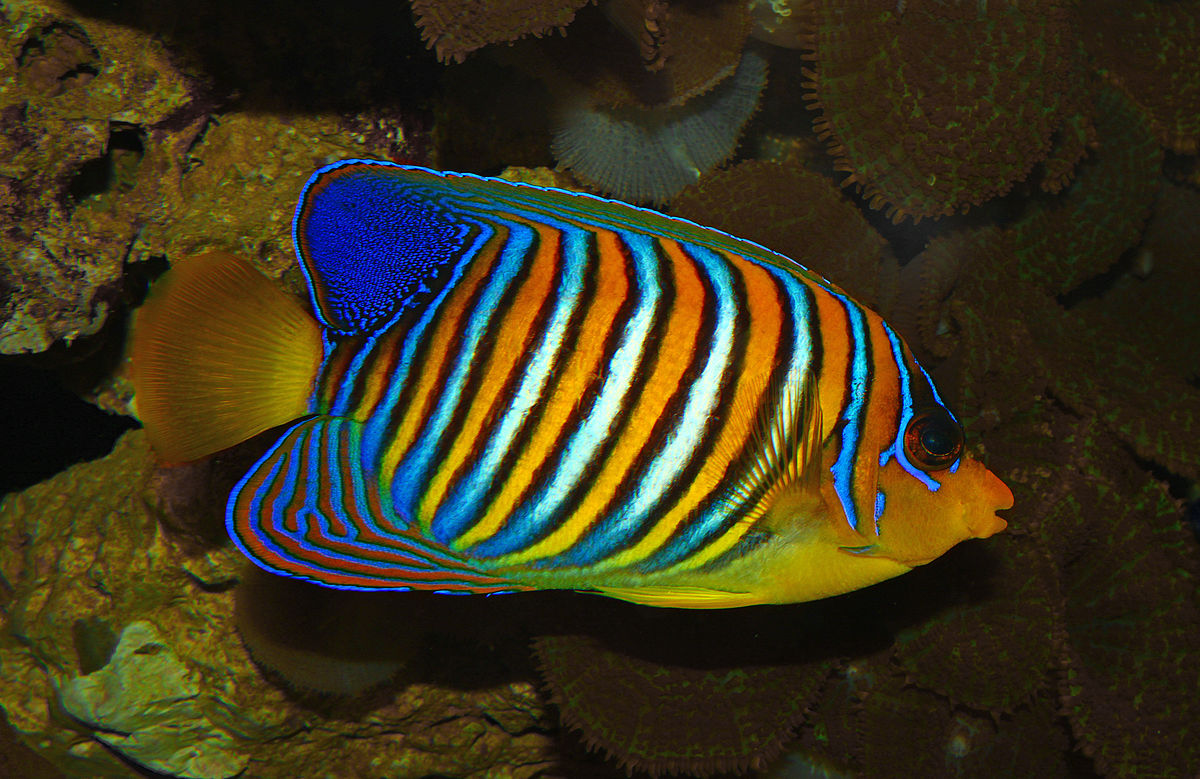 poissons-d'aquarium-tropicaux-comment-construire-votre-aquarium-19