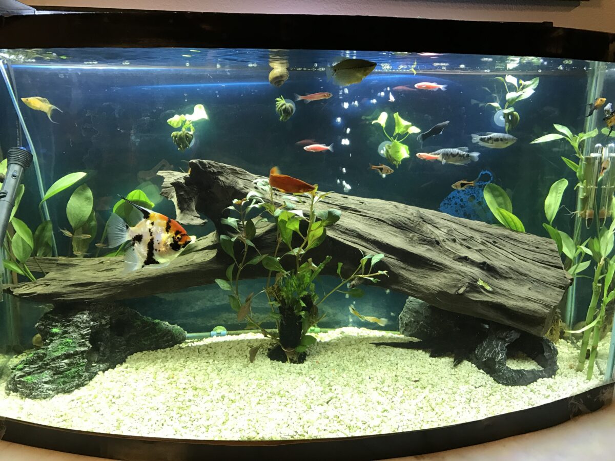 poissons-d'aquarium-tropicaux-comment-construire-votre-aquarium-6