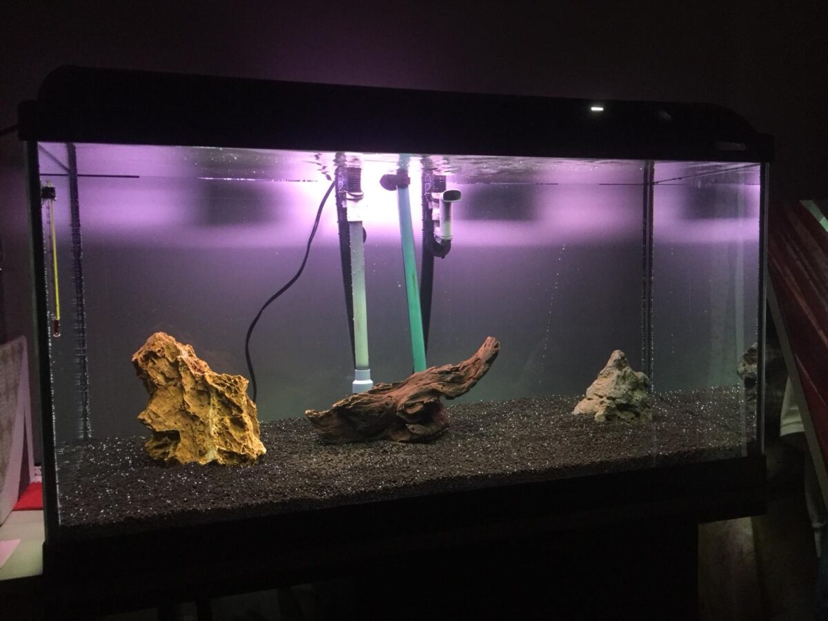 poissons-d'aquarium-tropicaux-comment-construire-votre-aquarium-14