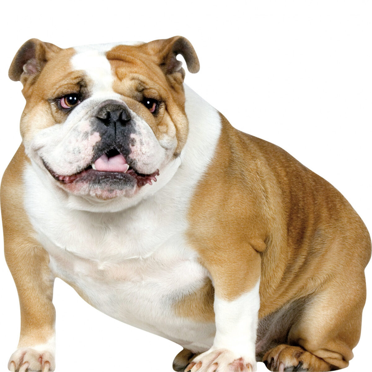 bulldog anglais-un-chien-délicat-et-particulier-12