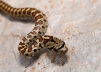 Serpents italiens: espèces et caractéristiques