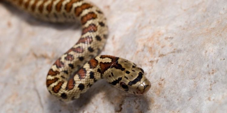 Serpents italiens: espèces et caractéristiques