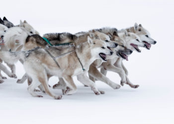 Chiens de traîneau, quelles races conviennent?