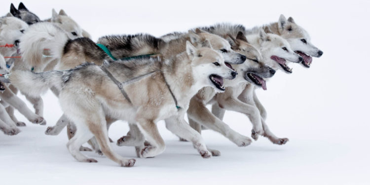 Chiens de traîneau, quelles races conviennent?