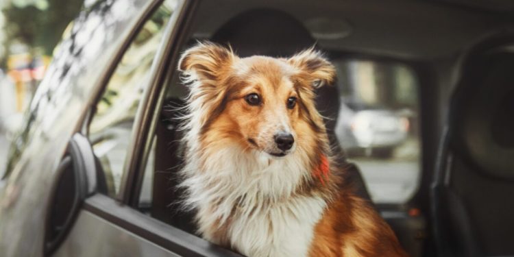 Comment transporter votre animal en voiture