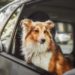 Comment transporter votre animal en voiture
