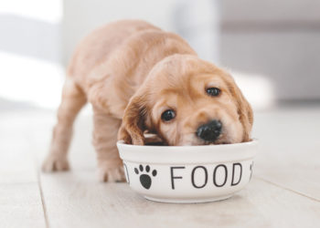 quoi choisir pour votre ami à quatre pattes