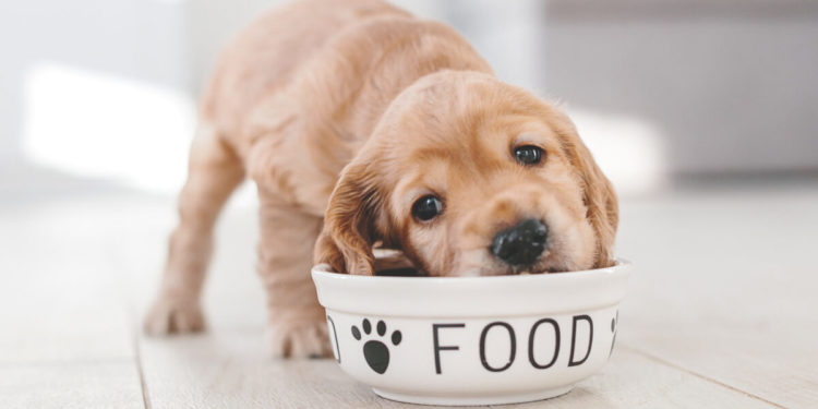 quoi choisir pour votre ami à quatre pattes