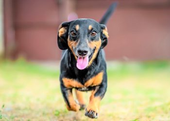 Teckel teckel à poil court: caractéristiques