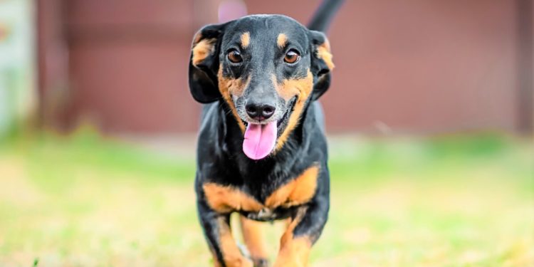 Teckel teckel à poil court: caractéristiques