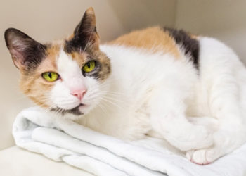 Comment rendre votre maison confortable pour un chat âgé