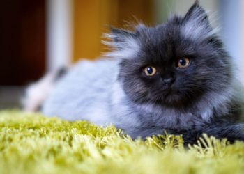 Prix ​​des chats persans: où les acheter