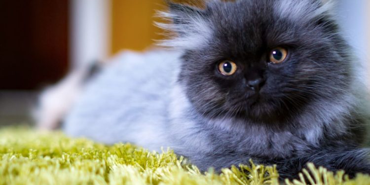 Prix ​​des chats persans: où les acheter