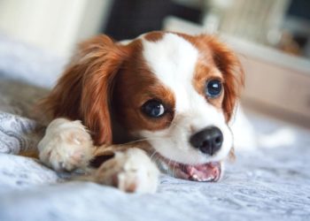 Cavalier King Puppies: informations sur la race
